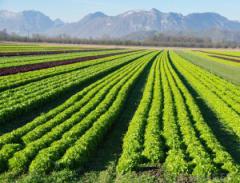 escarole farm