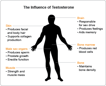 Loss of testosterone causes
