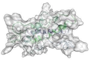 HGH Molecule with internal structure