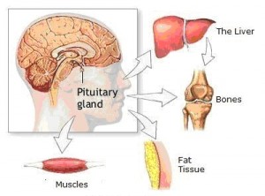 hgh-deficiency-300x222