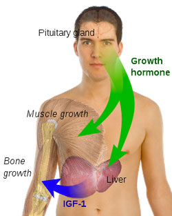 Testosterone supplement effects