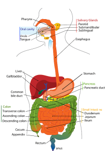 digestive-41529_640