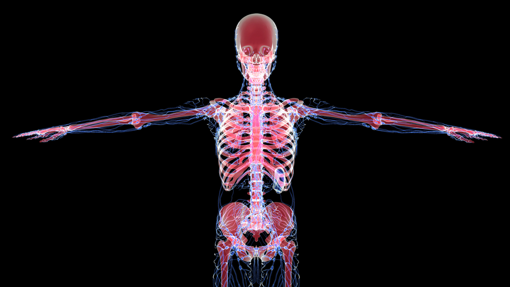 lymphatic system hormones