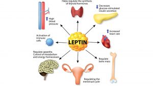 leptin hunger hormone 300x169
