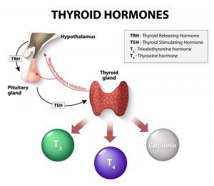 stock photo thyroid hormones human endocrine system 317217416 300x262