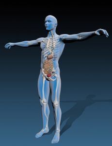 human body with internal organs_f1X8bOd_ 231x300