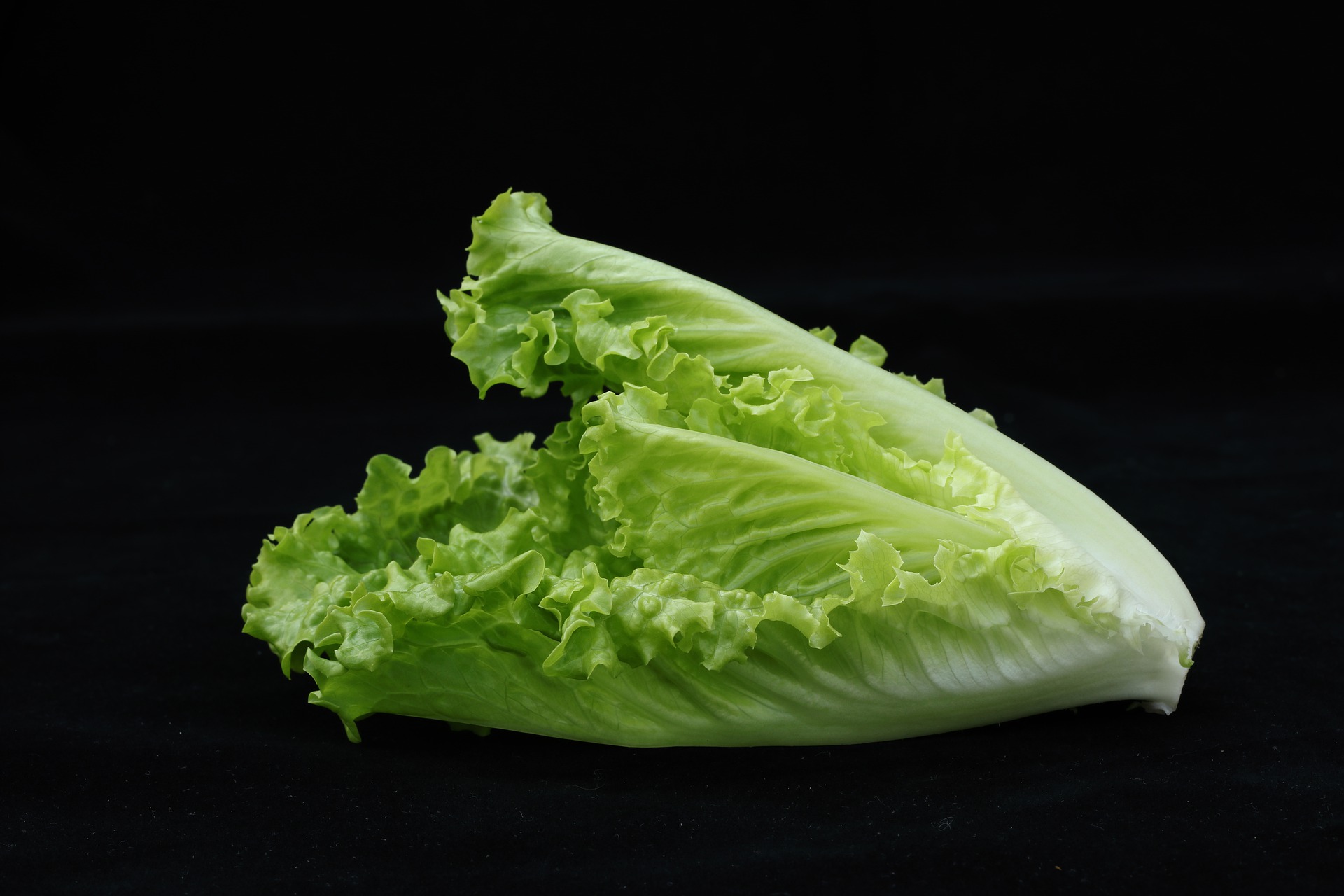 Romaine Lettuce Guinea Pigs Like It Why Not You?