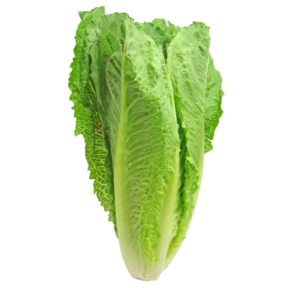 Romaine Lettuce Guinea Pigs Like It Why Not You?