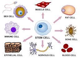 stem cells 